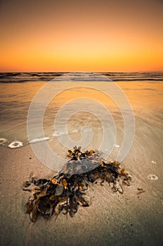 Shot of dry algae on the seashore on the sunset scenery background