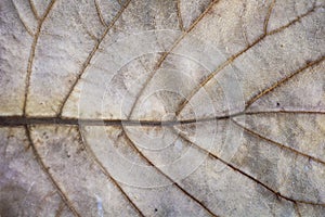 A shot of a dry leaf texture in a faded gold color