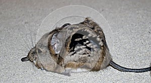 Shot eared elephant shrew photo