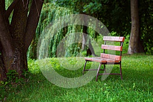 Shot of empty wooden bench in park against trees background