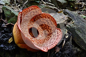 Shot of an enormous flower called Rafflesia