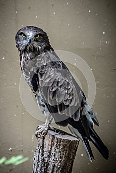 Shot of a  fierce and power hawk with black and gray feathers and yellow eyes