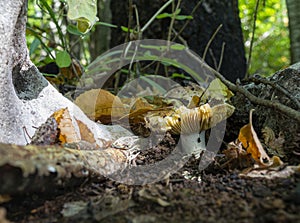 Shot of the Flirt mushroom, also known as russula vesca growing in a forest