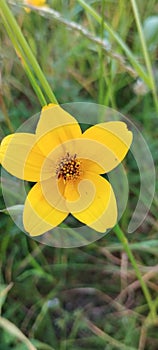 flower with 5 yellow petals photo