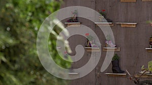 Shot of flowers sprouting from boots on shelves