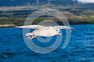 Shot of a flying seagull over blue ocean