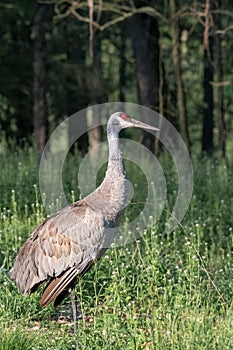 Shot of the giant brown and gray Sandhill crane