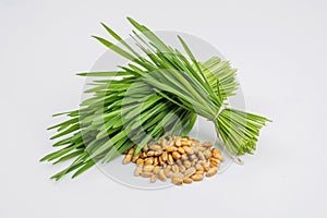 Shot glass of wheat grass with fresh cut wheat grass and wheat g