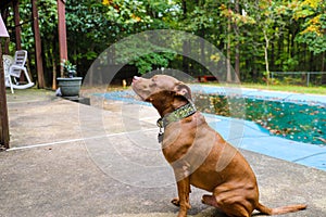 A shot of a gorgeous golden brown pit bull dog with green collar in a backyard filled with lush green trees and a wooden fence