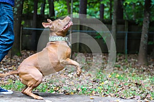 A shot of a gorgeous golden brown pit bull dog with green collar in a backyard filled with lush green trees and a wooden fence