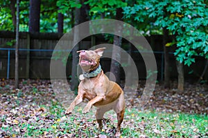 A shot of a gorgeous golden brown pit bull dog with green collar in a backyard filled with lush green trees and a wooden fence