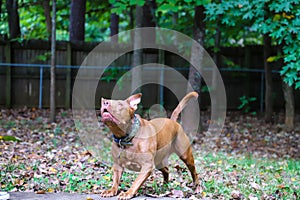 A shot of a gorgeous golden brown pit bull dog with green collar in a backyard filled with lush green trees and a wooden fence