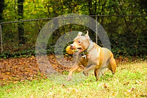 A shot of a gorgeous golden brown pit bull dog with green collar in a backyard filled with lush green trees and a wooden fence