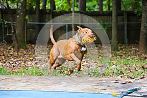 A shot of a gorgeous golden brown pit bull dog with green collar in a backyard filled with lush green trees and a wooden fence