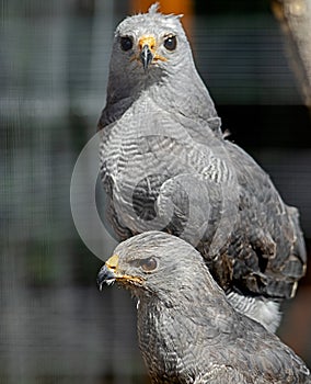 Shot of gray falcons