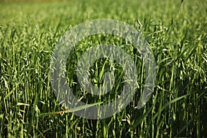 Shot of a green wheat field in summer. Wheat is a grass cultivated for its seed. grain is a small, hard, dry seed, harvested for