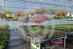 Shot of greenhouse flowers for sale in a large commercial greenhouse