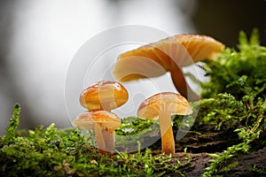 Shot of group edible mushrooms known as Enokitake