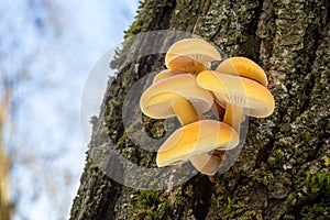 Shot of group edible mushrooms known as Enokitake