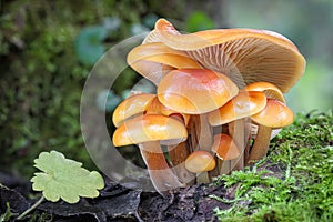 Shot of group edible mushrooms known as Enokitake