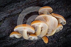 Shot of group edible mushrooms known as Enokitake