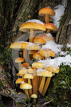 Shot of group edible mushrooms known as Enokitake