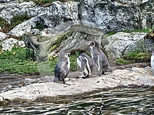 Shot of a group of penguins