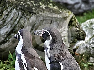 Shot of a group of penguins