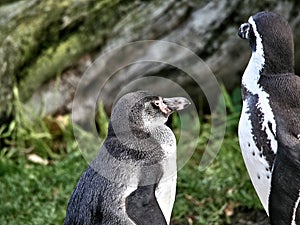 Shot of a group of penguins