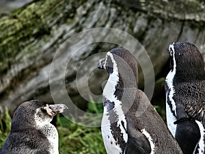 Shot of a group of penguins