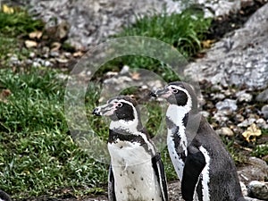 Shot of a group of penguins