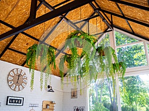 Shot of a hanging plant in a greenhouse