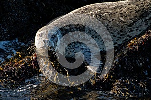 Shot of a harbor or common seal lying on a rock at the seashore