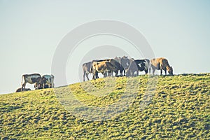 Shot of a herd of cows in Iceland