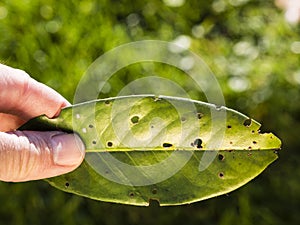 Shot hole disease Stigmina carpophila of cherry laurel -Prunus