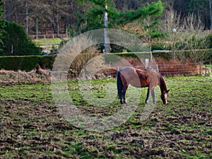 shot of a horse grazing in the pasture