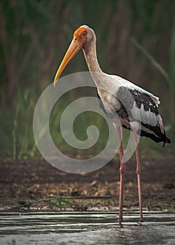 Shot of a isolated Painted stork at the Bhigwan bird sanctuary