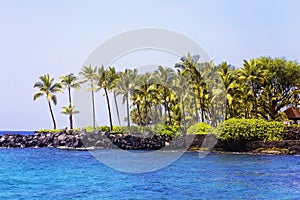 Coconut Palm Grove in Hawaii on Kona Bay