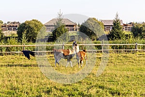 Shot of the lamas playing in the yard. Animals