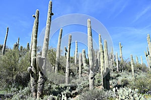 Shot of  large saguaro cactus in the Sonoran Desert, Arizona