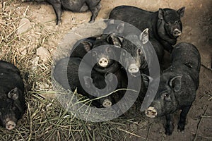 Shot of a little pigs on a farm.