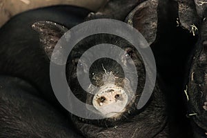 Shot of a little pigs on a farm.