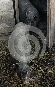 Shot of a little pigs on a farm.