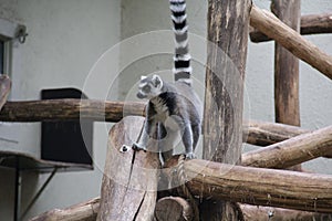 Shot of a little Ring-tailed lemur on a log construction in the zoo