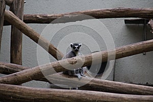 Shot of a little Ring-tailed lemur on a log construction in the zoo