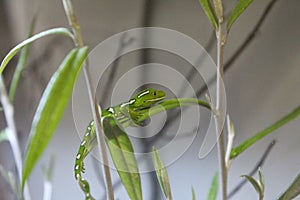 Shot of a lizard.