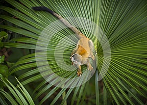 Squirrel Monkey on Palm Leaf