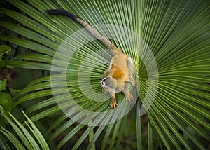 Squirrel Monkey on Palm Leaf photo