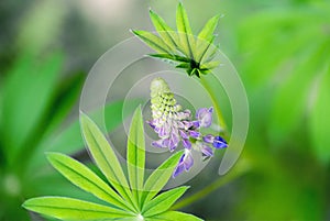 A shot of  lupin, lupine or regionally as bluebonnet