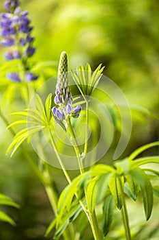 Shot of a lupin, lupine or regionally as a bluebonnet